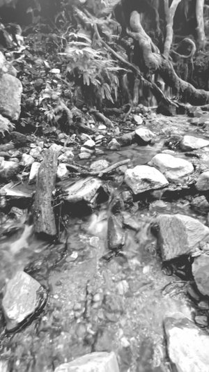 Forest Stream Moon Preview