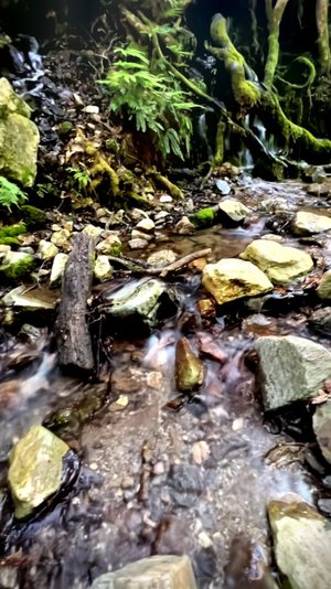 Forest Stream LoFi Preview